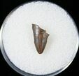 Nanotyrannus Tooth Tip - Montana #14767-1